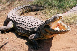 Tragedie în Congo! 20 de oameni ucişi de un crocodil scăpat într-un avion
