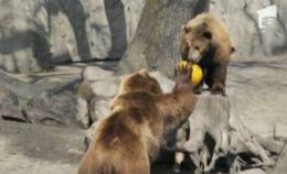 Pasionaţi de volei, aceşti urşi au devenit “sportivi de performanţă” – FOTO