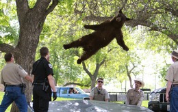 Ursul din copac: Cum a căzut un animal de peste 90 de kilograme pe o saltea de protecţie – VIDEO