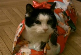 DARUL PERFECT de Crăciun? O pisică împachetată în hârtie de cadou – VIDEO