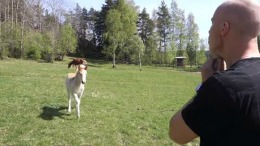 VIDEO Uimitor! A reuşit să înveţe “limba cailor”. Uite cum reacţionează un mânz când îl aude