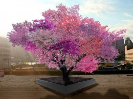 Proiect inedit: Pomul care produce 40 de tipuri de fructe – FOTO