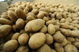 Belgia: Record mondial la curățat cartofi – 522,8 kg într-o oră