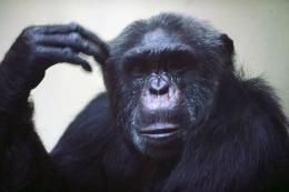 Cimpanzeii nu sunt persoane, decide un tribunal din statul New York