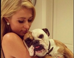 Paris Hilton are cei mai răsfăţaţi câini din lume! Uite ce lucruri incredibile face diva pentru ei