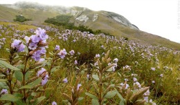 Plante care înfloresc rar: Curiozităţi ale naturii care oferă o experienţă unică norocoşilor