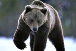 Groază în Siberia. Urşii au dat năvală în cimitir şi caută resturi umane